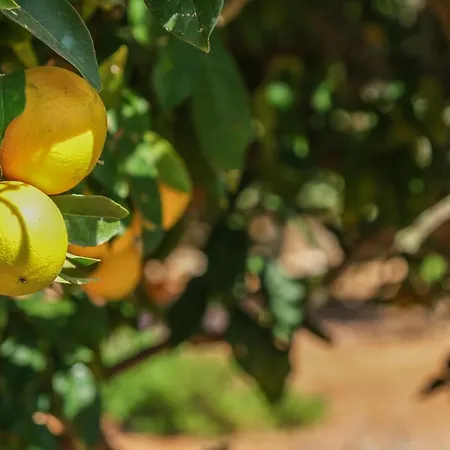 Quinta Do Coala - Spacious Countryside Orchard House & Cottage, 10 Min From Lagos Λάγος