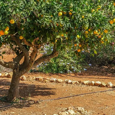 Ferienhaus Quinta Do Coala - Spacious Countryside Orchard House & Cottage, 10 Min From *